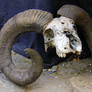 Ram Skull 2