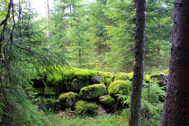 Swedish Woodland 2