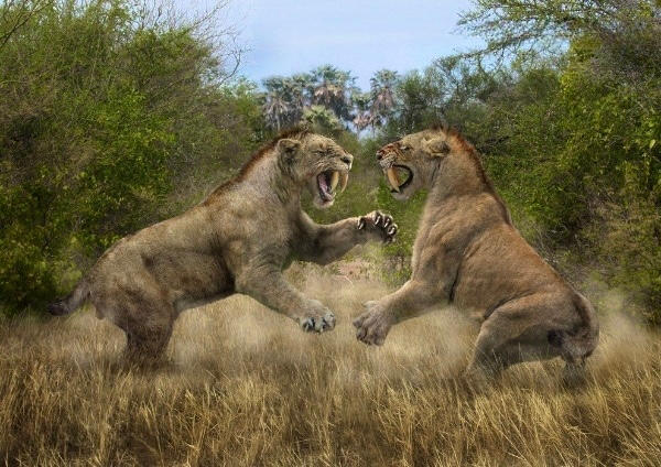 Smilodon Fight by SabertoothSmilodon on DeviantArt
