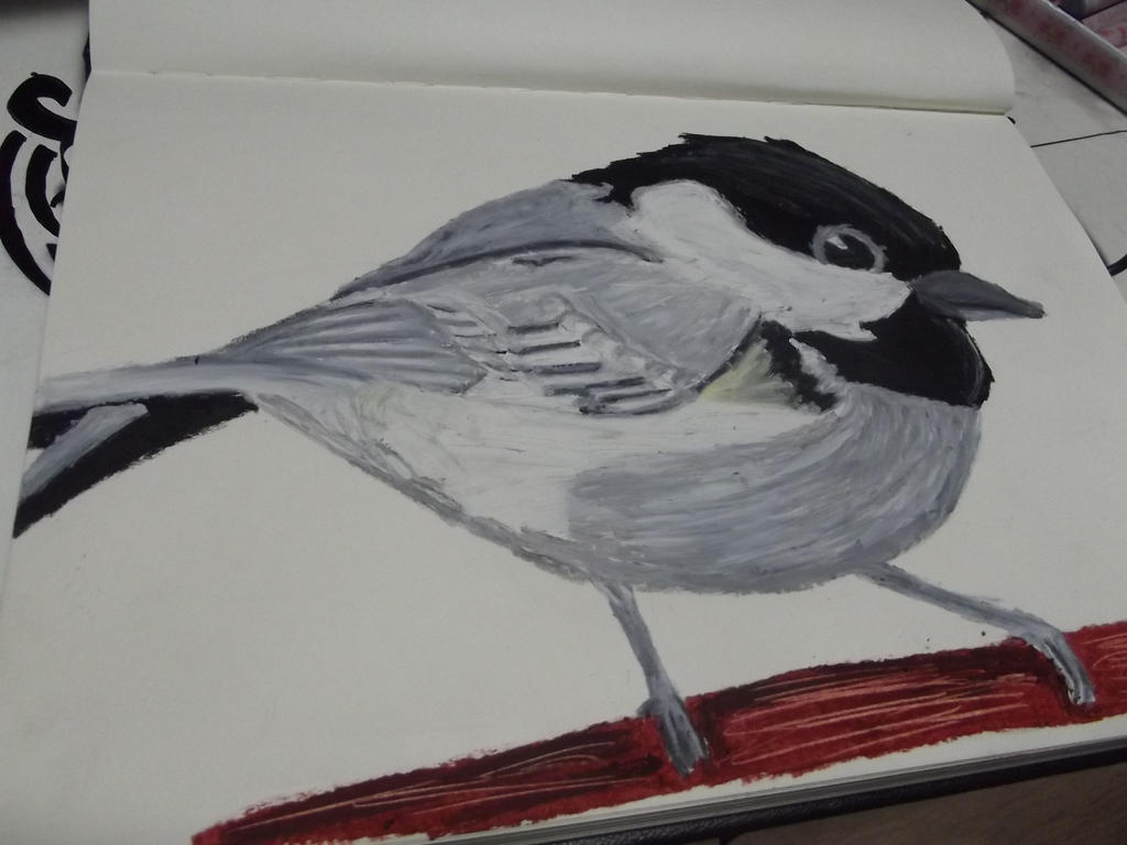 coal tit