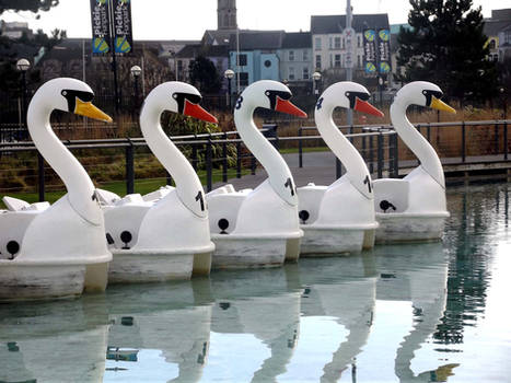 Swans in a row