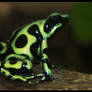 Green Poison Frog II