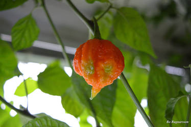 Moruga Riba Explore the Best Moruga Art | DeviantArt