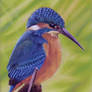 Kingfisher in pastels