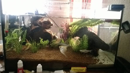 my small aquarium