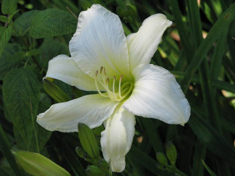 White Day Lily