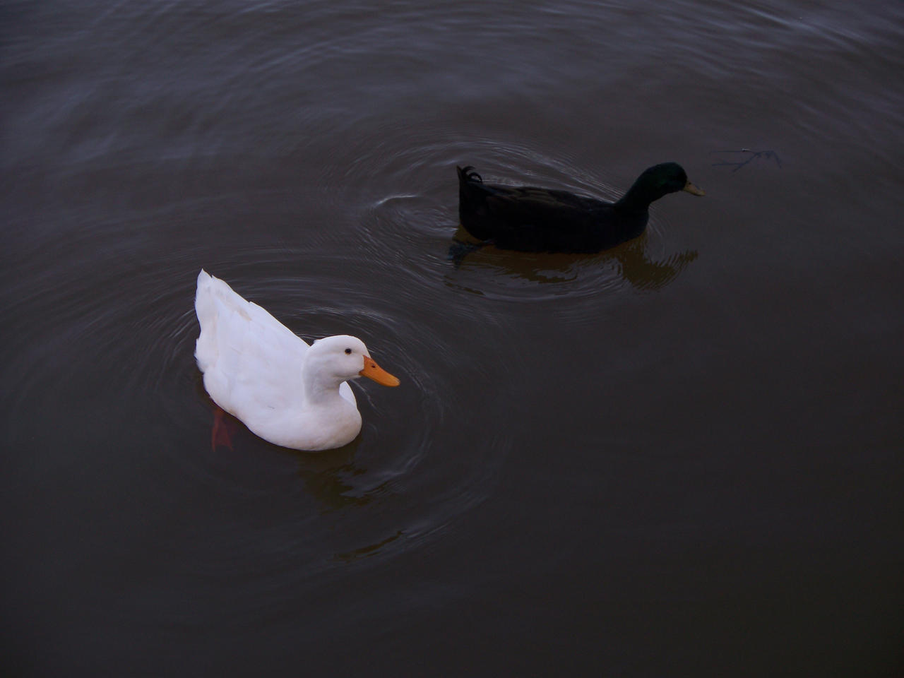 Black and White Ducks