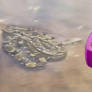 Twinkle I'm going to get you Snake