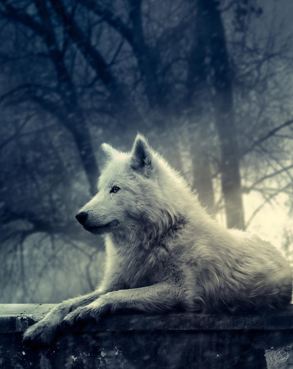 Night of the Wolf