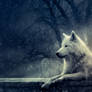 Night of the Wolf - wallpaper