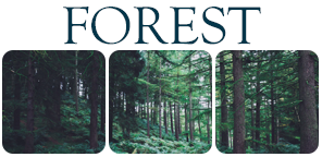 Divider Forest II by Winzer on DeviantArt