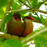 Red Couple