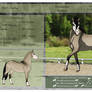 8383 Orisha | Nordanner Stallion