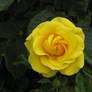 Yellow rose in Regent's Park