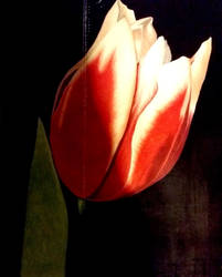 Tulip