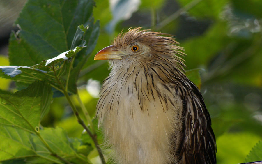 Guira Cuckoo