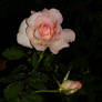 Rose Garden Series36