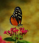 .:If Only For A Moment:. by AdARDurden