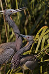 Tango for Two by AdARDurden