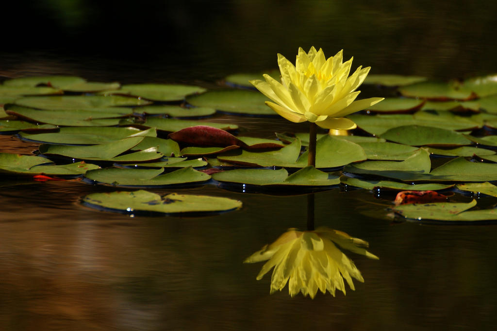 Summer Reflections Examples Summer Reflections by AdARDurden on DeviantArt