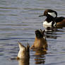 . . Hooded Merganser and Friends . .