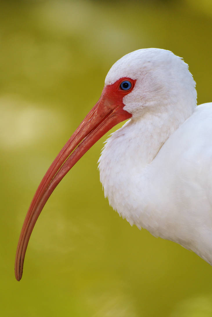 :.: Blue Eyed Beauty :.: by AdARDurden