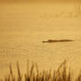 Misty Mornin' Cruisin' - - Viera Wetlands - - A580