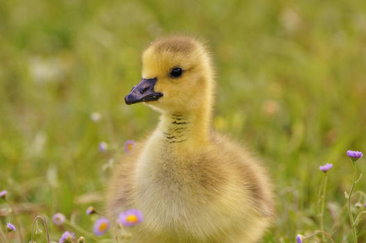 Happy Easter From Florida - - Sony A580