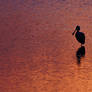 Solitary Spoonbill at Sunset ~ MNWR ~ Sony A580