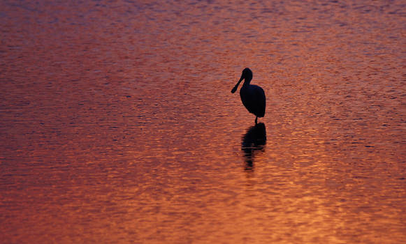 Solitary Spoonbill at Sunset ~ MNWR ~ Sony A580