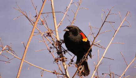 Red Winged Blackbird ~ Viera Wetlands ~ Sony A580