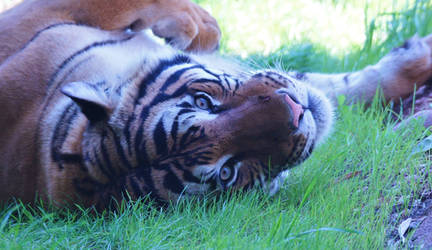 Big Softy ~ Siberian Tiger ~ Sony A580