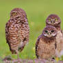 Little Owls in Florida