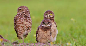 Little Owls in Florida