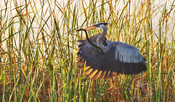 Great Blue Heron w/ Brown Water Snake . . SonyA580