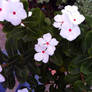 white little flowers