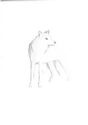 Wolf sketch