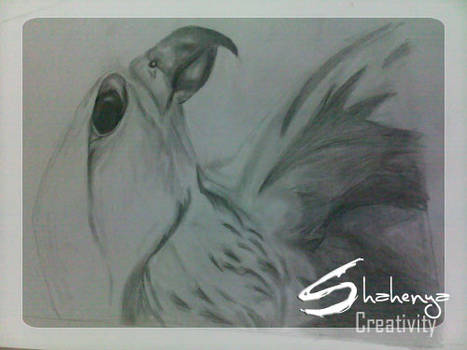 .. Falcon Sketch _ step 3  ..