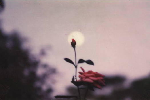 The rose and the moon