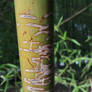 Bamboo