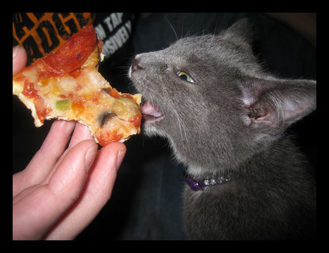 Pizza Kitty