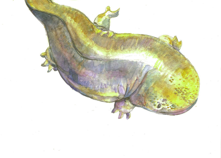 Watercolor Salamander