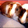 .: Guinea pigs :.