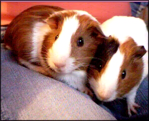 .: Guinea pigs :.