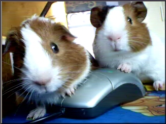 .: Pigs on teh mouse :.