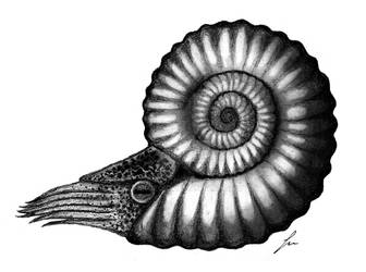 Ammonoidea