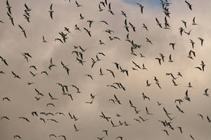 gulls stock