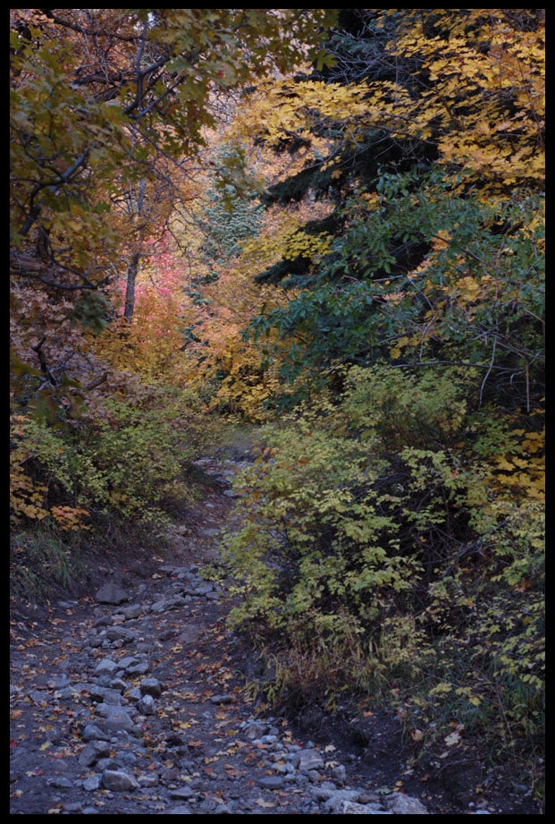 Fall Leaves I