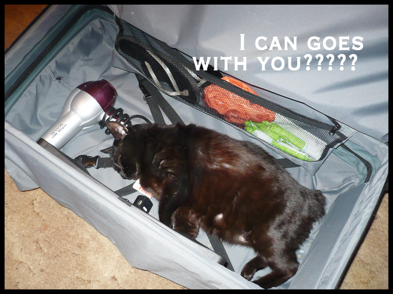 lolcat - i can come too??..