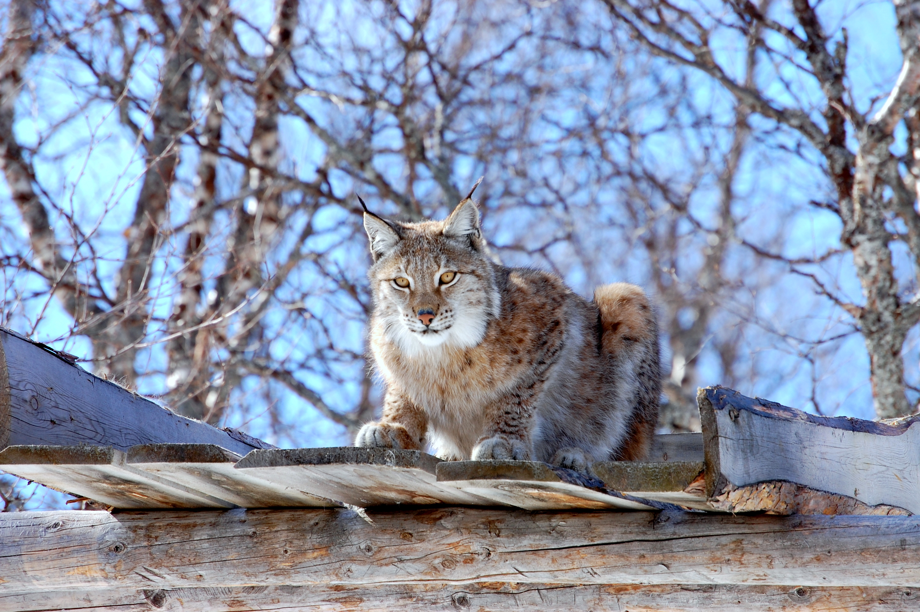 The Lynx